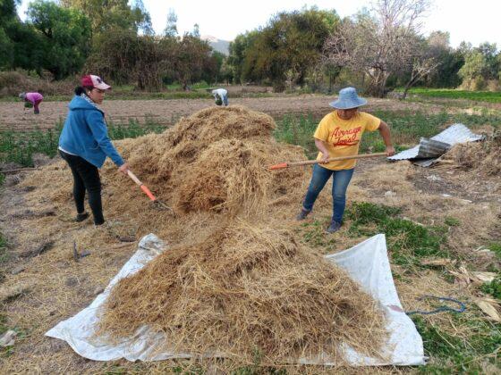 Entrevista a Nila Jerez Salinas y Ana Jerez Cruz, beneficiarias del proyecto piloto de cultivo de champiñón en Bolivia